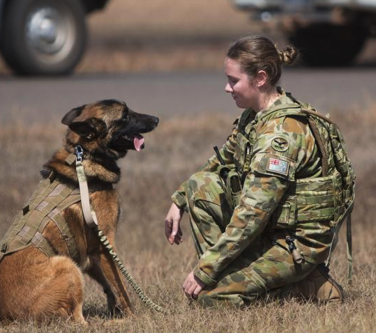 military dogs