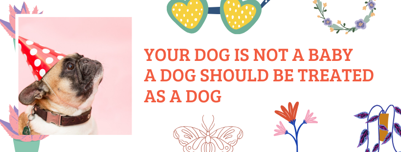 your dog is not a baby
