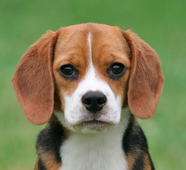 Beagle a great dog for a scared child