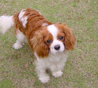 Cavalier King Charles Spaniel is a great dog for a scared child
