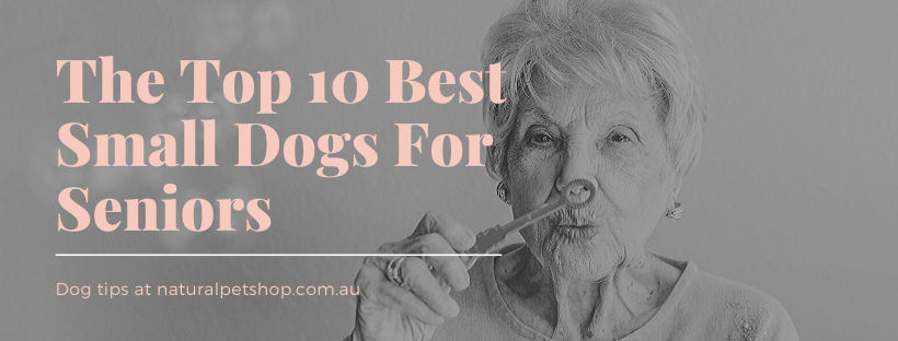Best Small Dogs For Seniors