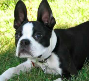 boston terrier is a suitable dog for a scared kid