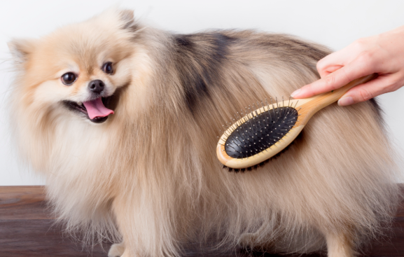 How To Groom A Dog Professionally with a dog brush