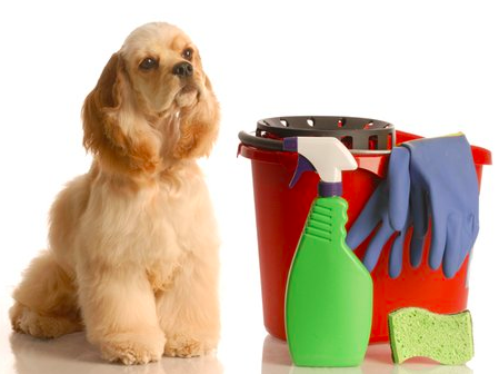 How To Groom A Dog Professionally with dog cleaning equipment