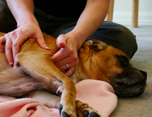 How To Groom A Dog Professionally and give massages