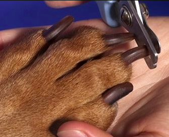 How To Groom A Dog Professionally, start by trimming your dogs nails