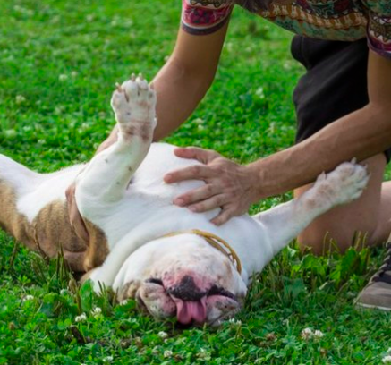 how to make your dog happy and not depressed , the answer? dog rubs