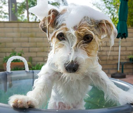 How To Groom A Dog Professionally, use shampoo and conditioner