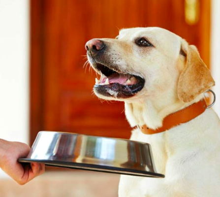 feed your dog good food