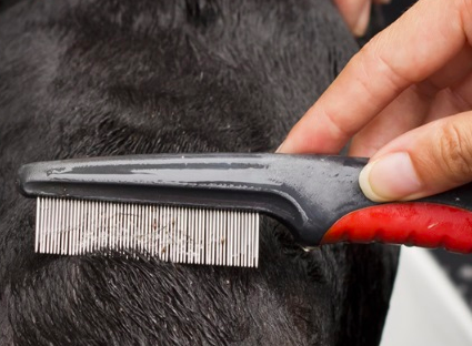 How To Groom A Dog Professionally