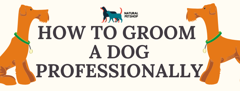 The Top 10 Tips On How To Groom A Dog Professionally