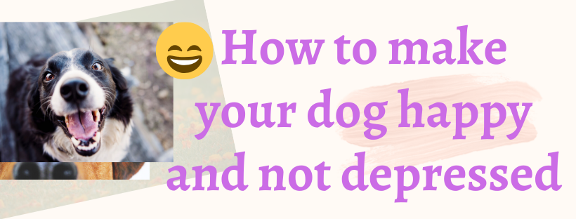 how to make your dog happy and not depressed