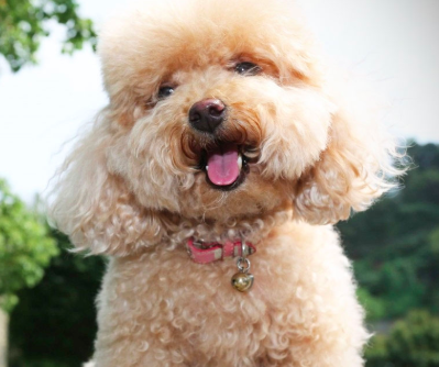 Poodle is a great dog for older people