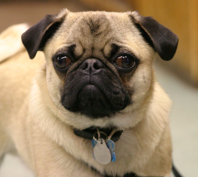pug dog Best Small Dogs For Seniors