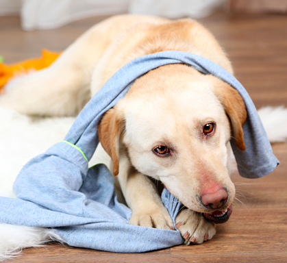how to make your dog happy and not depressed  by keeping things tidy