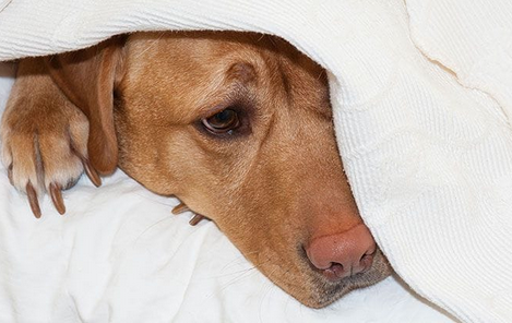 how to calm dog anxiety naturally