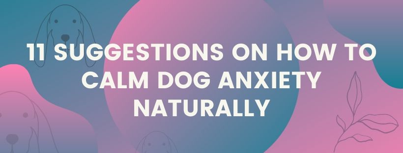 11 suggestions on how to calm dog anxiety naturally