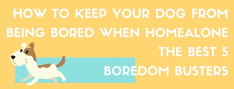 How To Keep Dog From Being Bored When Home Alone With The Best 5 Dog Boredom Busters