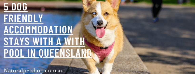 dog friendly accommodation with pool qld