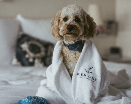Pet Friendly Hotels QLD