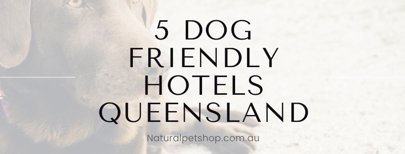 dog friendly hotels queensland