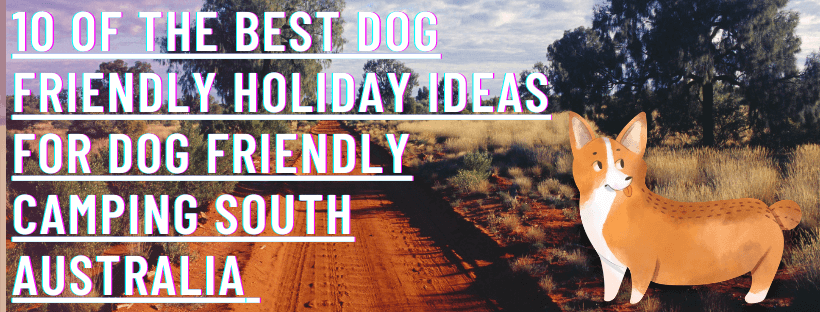 A list of the best dog friendly camping South australia