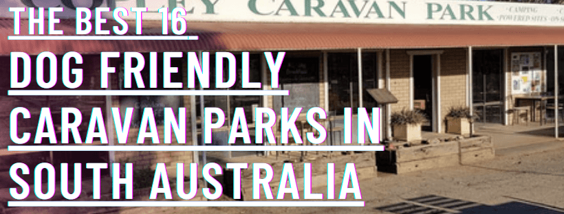 dog friendly caravan parks south australia