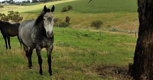 Uleybury Equestrian - Farm Stay Experience - Pet friendly accommodation SA