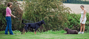 What do you do if an off-leash dog approaches you while you are walking a dog?