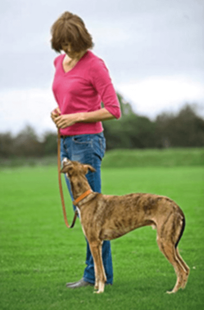 How to train your dog to walk on a leash - choose a side
