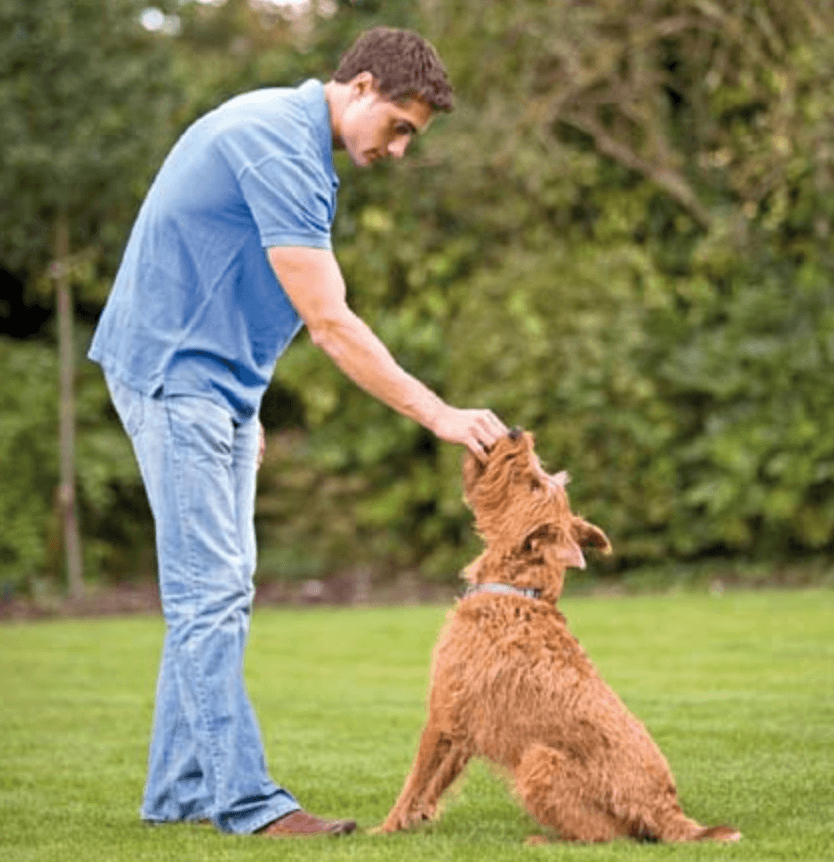 How to train your dog to walk on a leash - commend