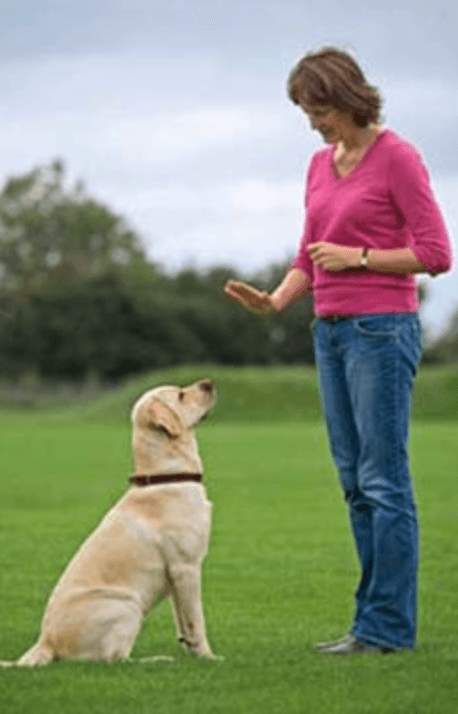 How to train your dog to walk on a leash - hand motions