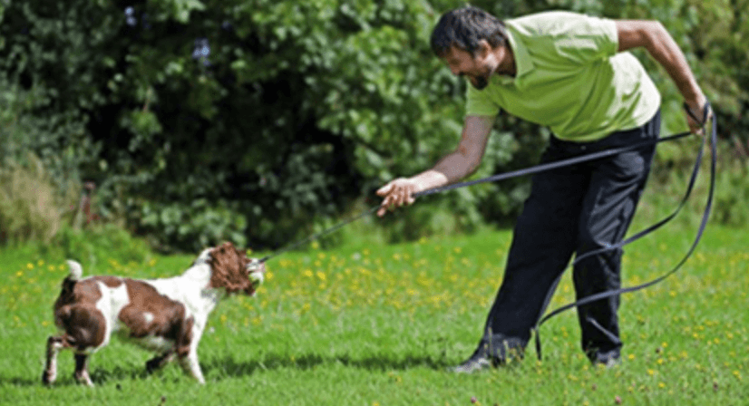 How to train your dog to walk on a leash - jumping control