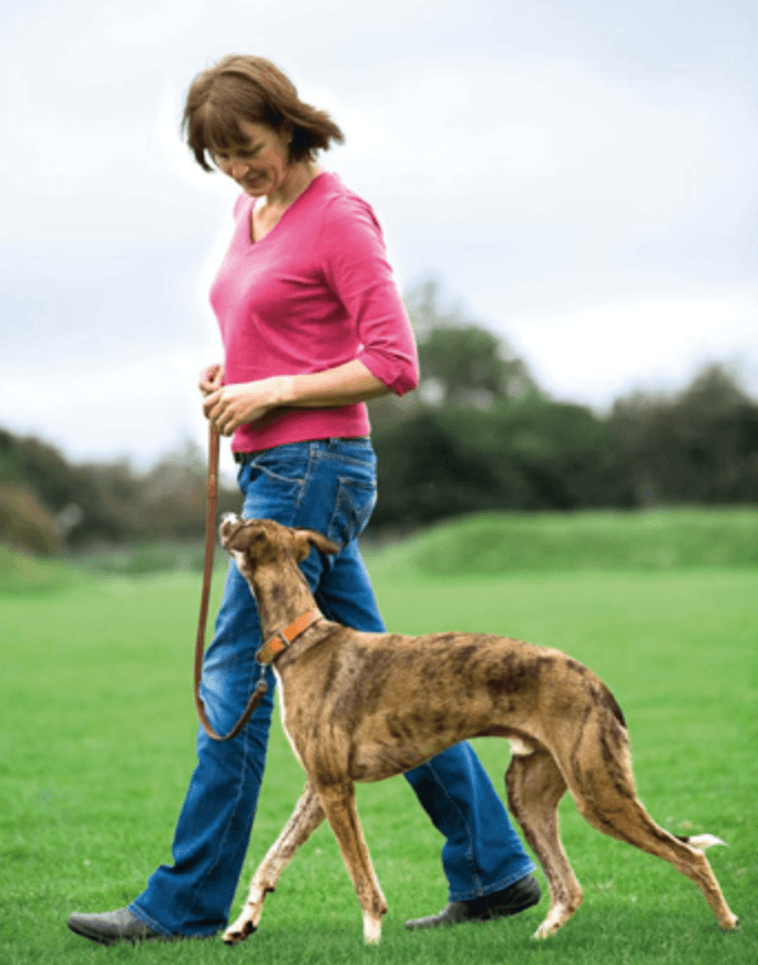 How to train your dog to walk on a leash - posture