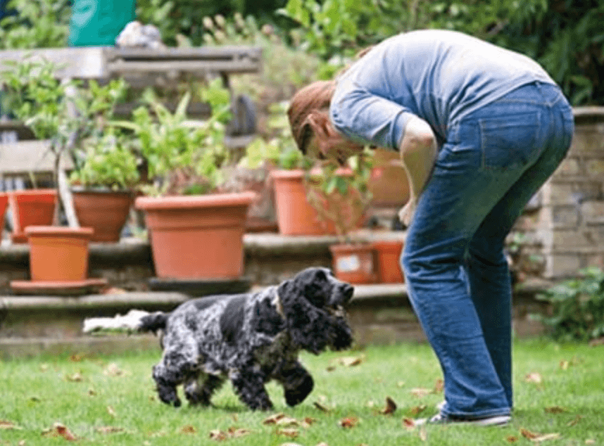 How to train your dog to walk on a leash - strolling