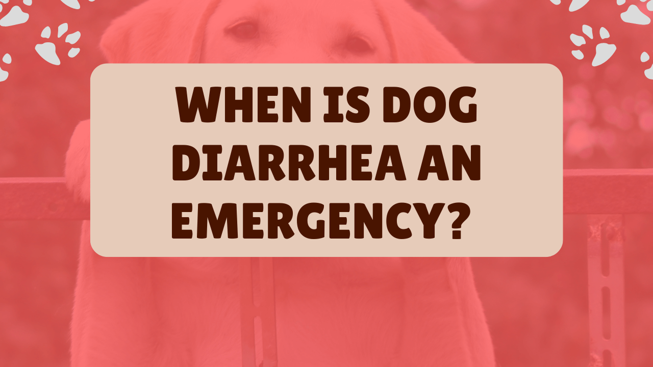 When Is Dog Diarrhea An Emergency – Mindiampets Guide