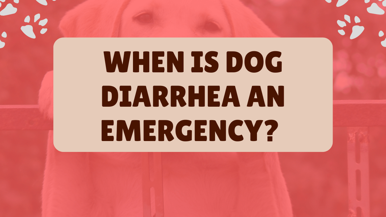 When is dog diarrhea an emergency – The complete guide