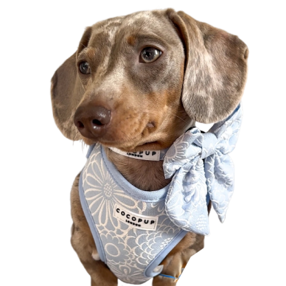 Cocopup London Baby Blue Floral Dog Bow Tie, 13 x 11 cm, Velvet with Strap Fastening