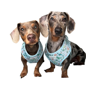 mindiam pets contact us - Mindiampets | Pet Shop Online mindiam pets contact us