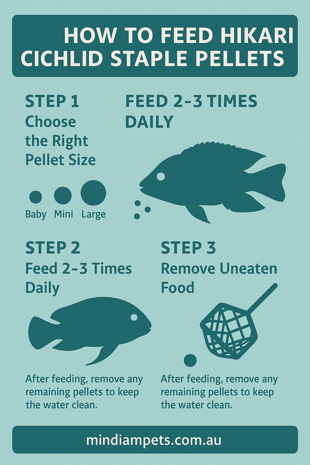 How to Feed Hikari Cichlid Staple Pellets – Mindiampets - Mindiampets | Pet Shop Online Step-by-step infographic on how to feed Hikari Cichlid Staple pellets to cichlids