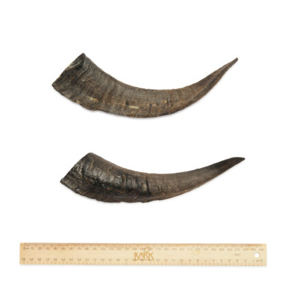 Bark & Beyond Goat Horn Dog Chew – Long Lasting Treat