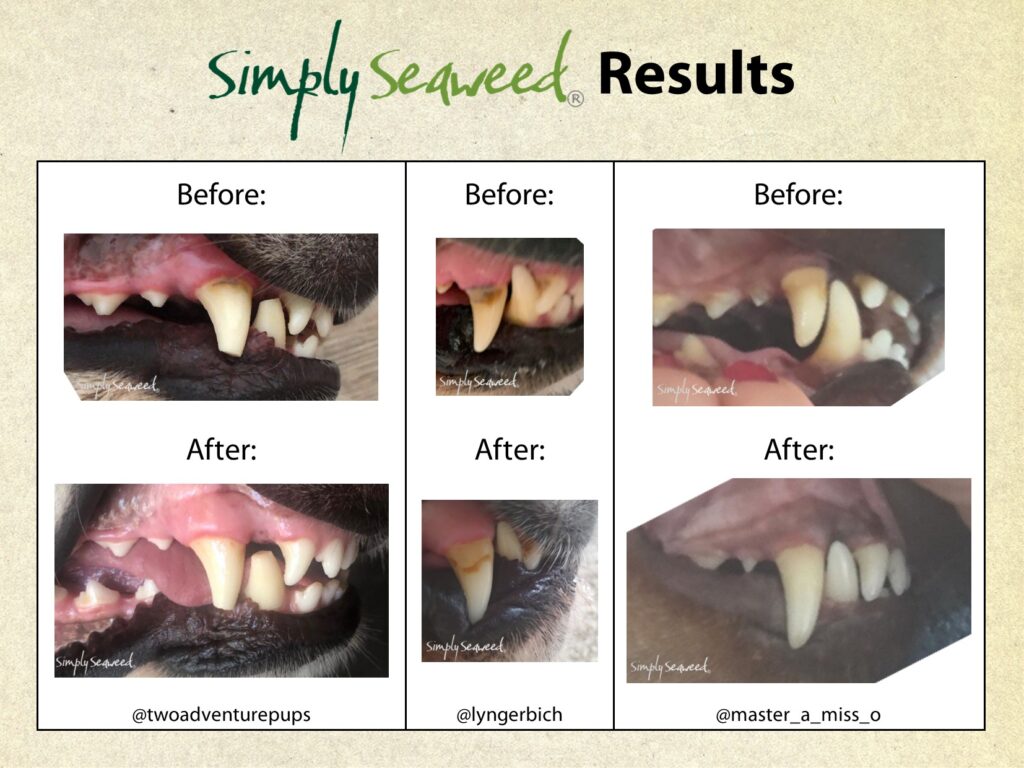 Simply Seaweed – Dental Supplement | Natural Plaque & Breath Care for Pets | Mindiampets Australia - Mindiampets | Pet Shop Online Simply Seaweed – Dental Supplement | Natural Plaque & Breath Care for Pets | Mindiampets Australia
