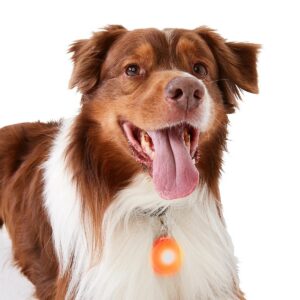 https://assets.kmart.com.au/transform/813cd893-5744-4170-af08-b53a43d4b759/43354368-1 - Purchase from an Australian pet store near you