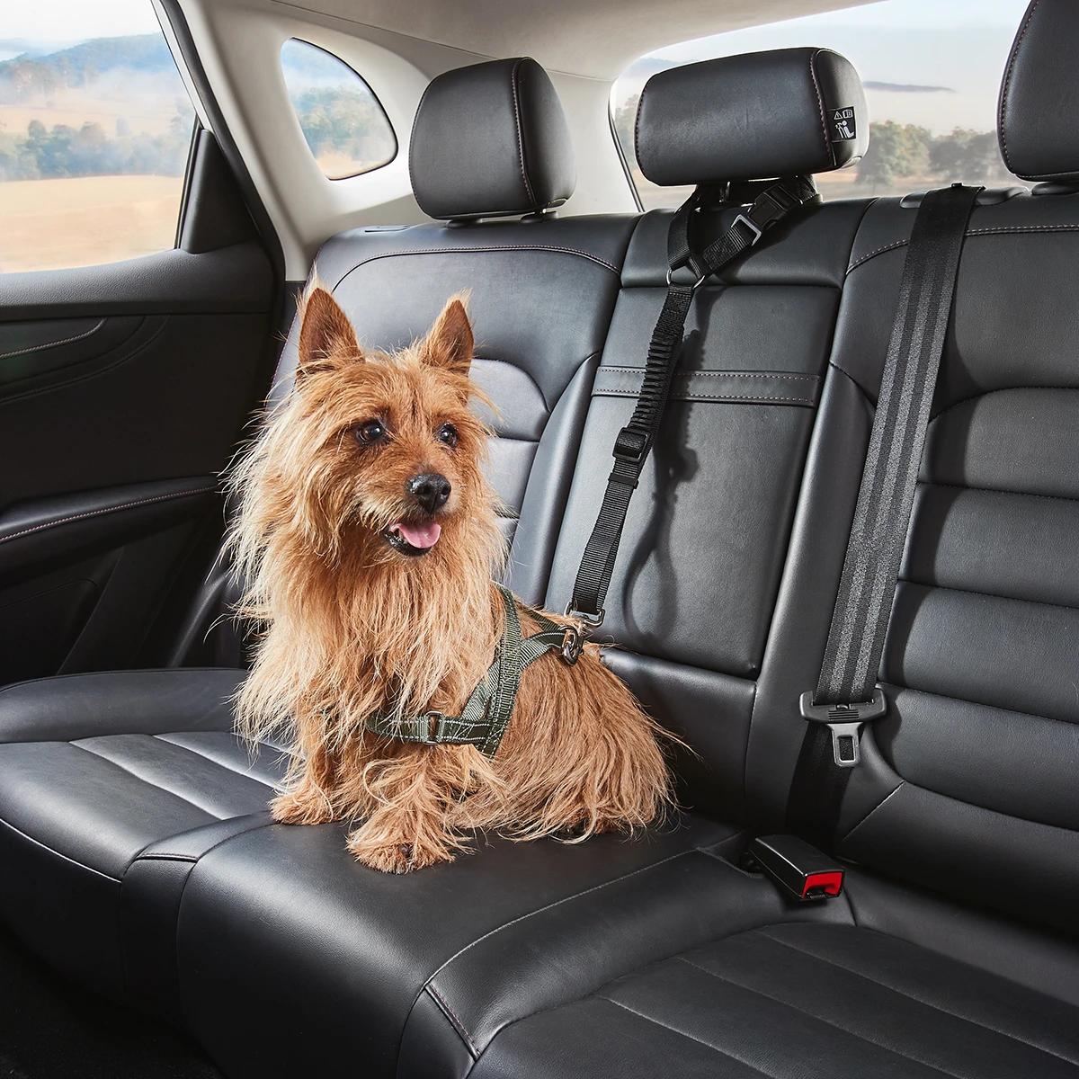 Pet Car Head Rest Tether - Mindiampets | Pet Shop Online Pet Car Head Rest Tether - Purchase from an Australian pet store near you