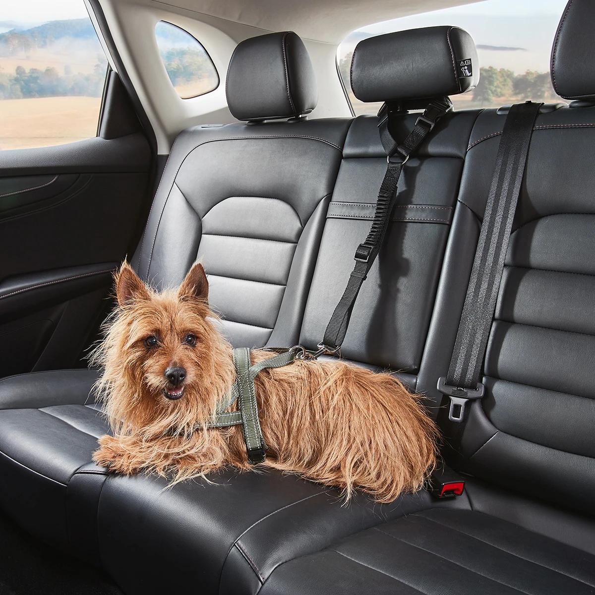 43408641-2 - Mindiampets | Pet Shop Online