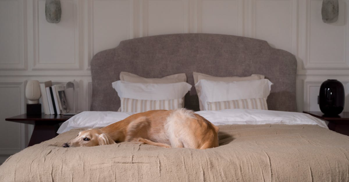 Visual guide explaining modern luxury dog beds benefits and considerations