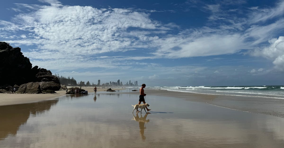 Key takeaways and highlights for pet shops gold coast puppies for sale