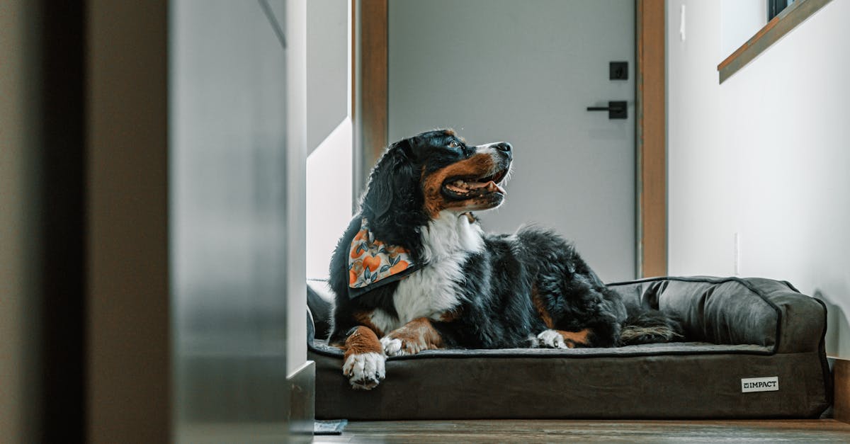 How To Choose A Calming Pet Bed — featured guide image