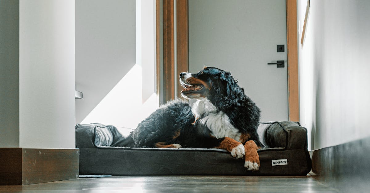 Detailed modern luxury dog beds breakdown with pricing and specifications