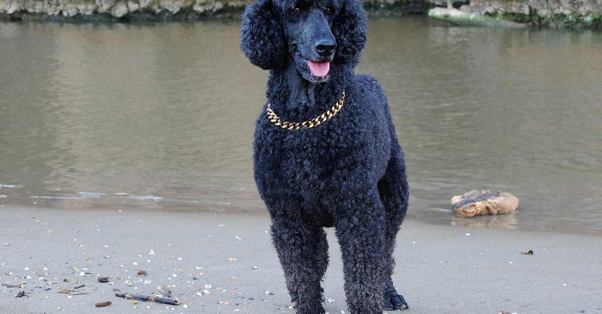 How to choose between pet shops gold coast puppies for sale and alternative options — pet shops gold coast puppies for sal...